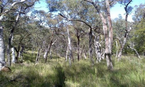 Zdjecie AUSTRALIA / ACT / Nat. Park / W eukaliptusowym lesie..