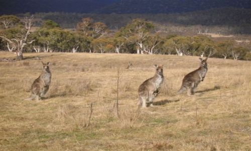 Zdjecie AUSTRALIA / ACT / Park / Pozdrowienia wigilijne