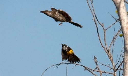 Zdjcie AUSTRALIA / Poludniowa Australia / Adelaide / Bird attack