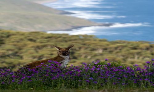 Zdjecie AUSTRALIA / South Australia / Deep Creek / ...