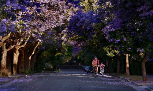 Zdjcie AUSTRALIA / South Australia / Unley / Jackaranda Alley
