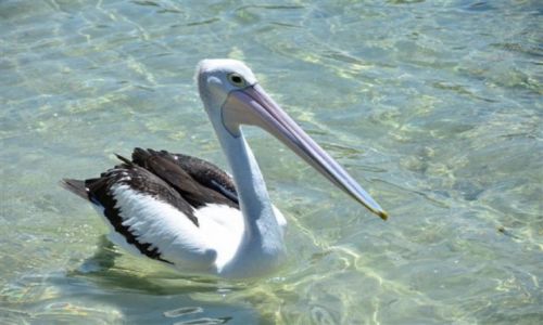 Zdjcie AUSTRALIA / NSW / South Coast / Pelican nad oceanem