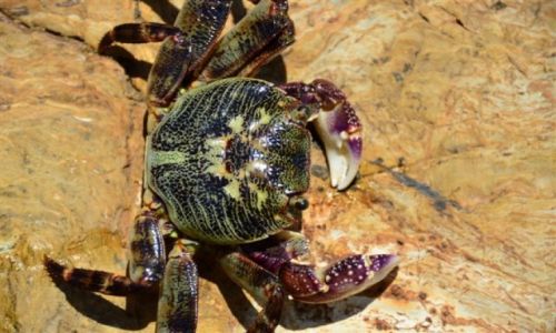 Zdjecie AUSTRALIA / NSW / South Coast / Duzy crab