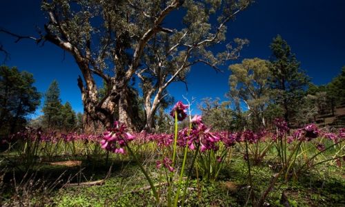 Zdjęcie AUSTRALIA / South Australia / Wilpena / wiosna we Flinders Ranges