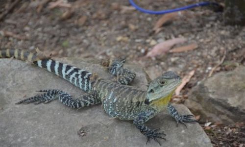 Zdjcie AUSTRALIA / ACT / Rezerwat przyrody / Lizard