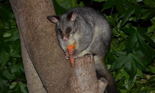 Zdjcie AUSTRALIA / ACT / Rezerwat przyrody / Posum, nocne zwierzatko