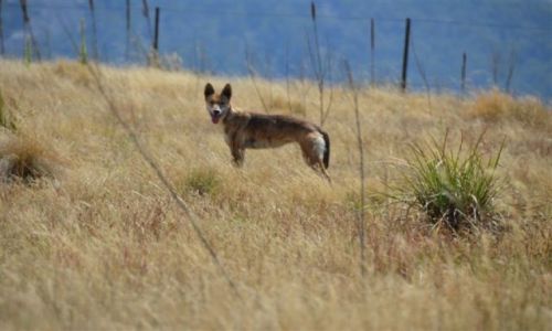 Zdjcie AUSTRALIA / NSW / Nature Reserve / Dziki pies Dingo..