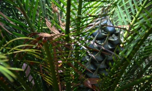 Zdjcie AUSTRALIA / NSW / Nature Reserve / Ancient ferns