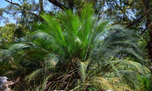 Zdjecie AUSTRALIA / NSW / Nature Reserve / Ancient ferns..
