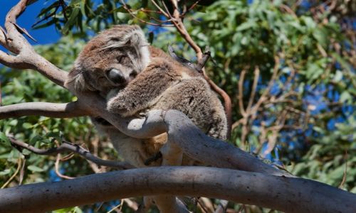 Zdjecie AUSTRALIA / Victoria  / Otway  / Nie budzic!