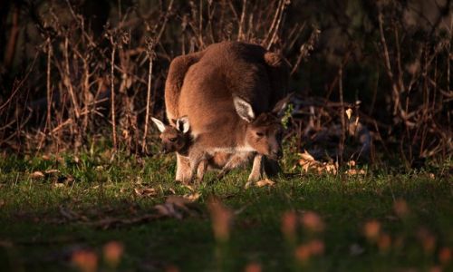 Zdjcie AUSTRALIA / South Australia / Mt Lofty / ...