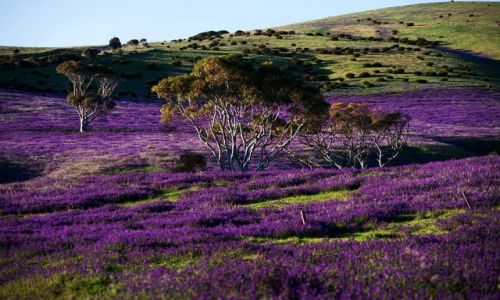 Zdjcie AUSTRALIA / South Australia / Rapid Vale / krajobraz psychodeliczny