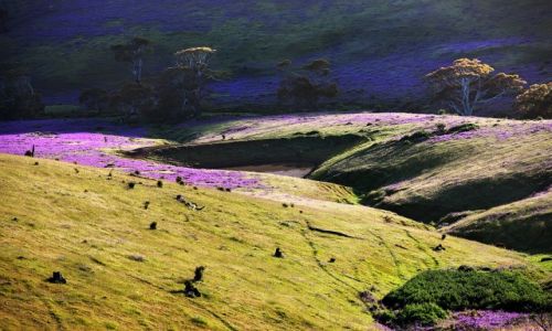 Zdjcie AUSTRALIA / South Australia / Rapid Vale / ...