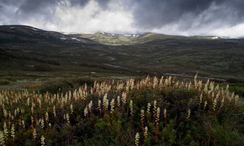Zdjecie AUSTRALIA / New South Weles / Snowy Mountains / Mt Kosciuszko