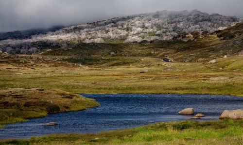 Zdjecie AUSTRALIA / New South Weles / Snowy Mountains / srebrny las