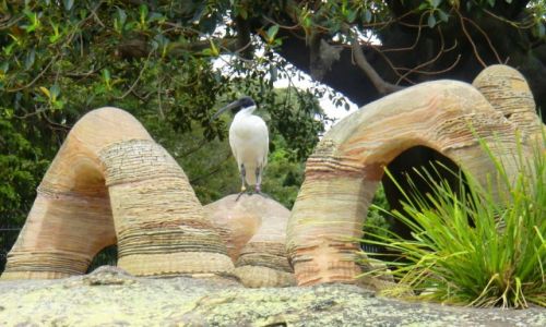 Zdjecie AUSTRALIA / - / Sydney / Ibis