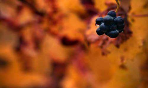 Zdjecie AUSTRALIA / South Australia / Adelaide Hills / jesienne shiraz
