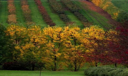 Zdjecie AUSTRALIA / South Australia / Adelaide Hills  / jesienne winnice