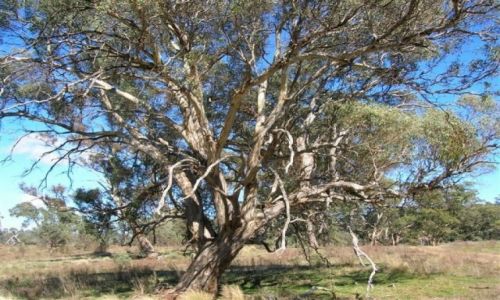 Zdjęcie AUSTRALIA / NSW / Okolice Googong Dam / Ale drzewo!