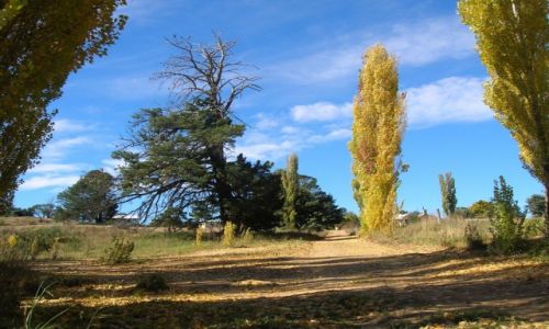 Zdjecie AUSTRALIA / NSW / Dalgety-miasteczko / Jesien w Dalgety..