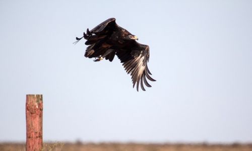 Zdjecie AUSTRALIA / South Australia / The Great Victoria Desert / wedge tailed eagle