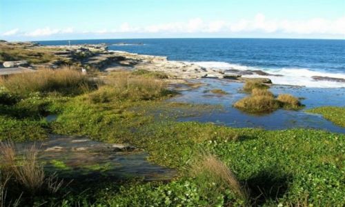 Zdjecie AUSTRALIA / Sydney / Coogee-dzielnica Sydney / Bagna i ocean..