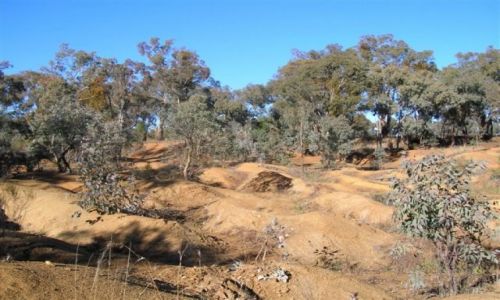 Zdjęcie AUSTRALIA / NSW / Young-miasto / Young-zlotonosne tereny..