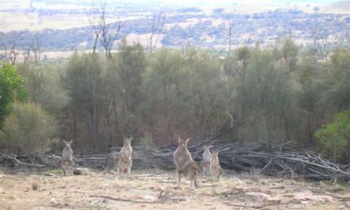 Zdjecie AUSTRALIA / ACT / Mt. Stromlo / Zakamuflowani..