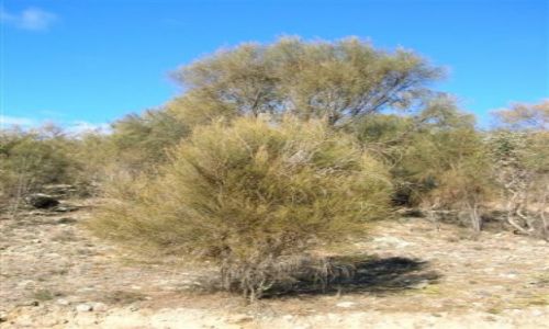 Zdjecie AUSTRALIA / Mt. Stromlo / ACT / Lesne drzewa-casurina tree..