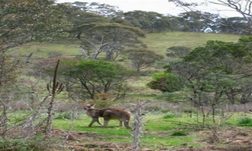 Zdjęcie AUSTRALIA / NSW / Okolice Burra / Kangurek w buszu