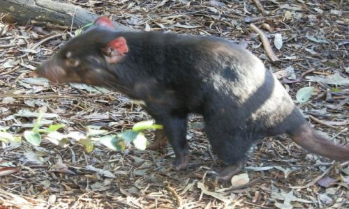 Zdjęcie AUSTRALIA / Tasmania / Tasmania / Diabeł tasmański