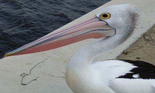 Zdjęcie AUSTRALIA / Victoria / Melbourbe  / Dumny ptak