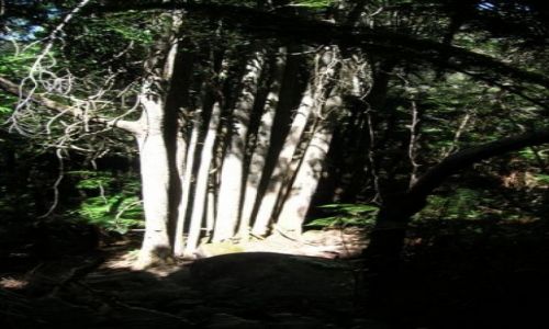 Zdjęcie AUSTRALIA / Nsw / Gulaga Nat. Park / Rodzina drzew..