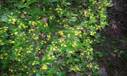 Zdjęcie AUSTRALIA / Nsw / Gulaga Nat. Park / Wiosenne orchideje