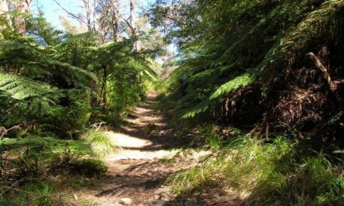 Zdjecie AUSTRALIA / NSW / Gulaga Nat. Park. / Szlak wzdluz paproci..