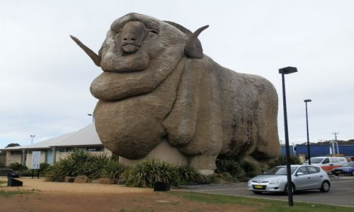 Zdjecie AUSTRALIA / Sydney / Sydney / Najwikszy baran Austalii