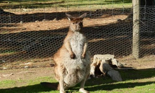 Zdjcie AUSTRALIA / Victoria / Balarat / Torbaczek