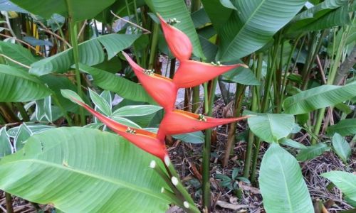 Zdjcie AUSTRALIA / QL / Kuranda / Dostojnik