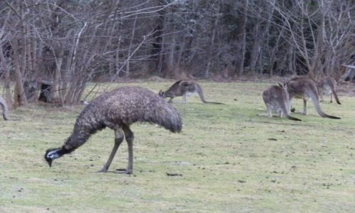 Zdjcie AUSTRALIA / Canberra / okolice Canberra / Emu