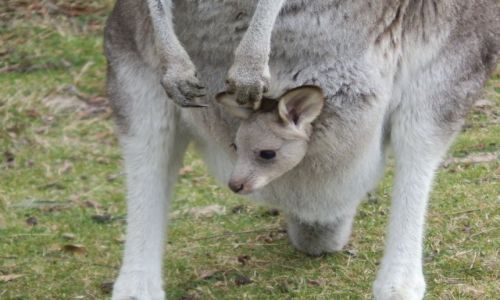 Zdjecie AUSTRALIA / Canberra / okolice Canberra / Kangurztko