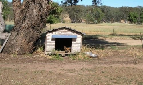 Zdjęcie AUSTRALIA / NSW / Young / Na wsi..