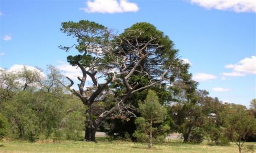Zdjęcie AUSTRALIA / NSW / Young / Natura sama rzezbi..