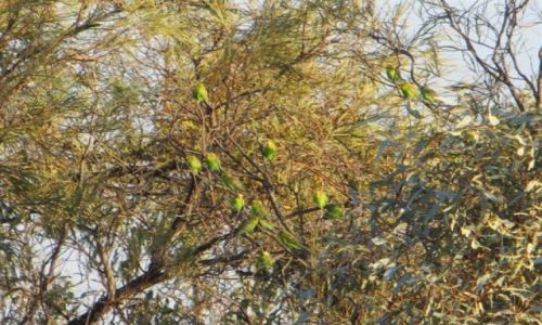 Zdjęcie AUSTRALIA / NSW / Outback / Budges-papuzki