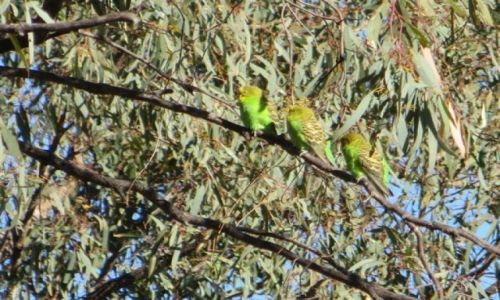 Zdjęcie AUSTRALIA / NSW / Outback / Outback-budges