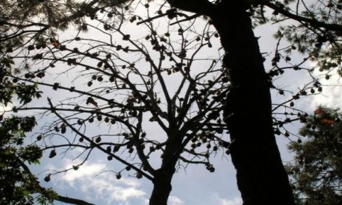 Zdjęcie AUSTRALIA / Pd Australia / Park / Nietoperze jak szyszki