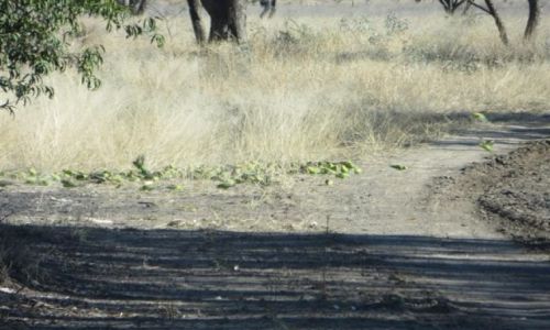 Zdjęcie AUSTRALIA / NSW / Outback / Outback..