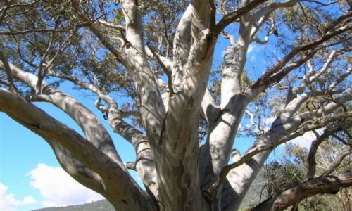 Zdjecie AUSTRALIA / NSW / Alpy / Drzewo w gorach..