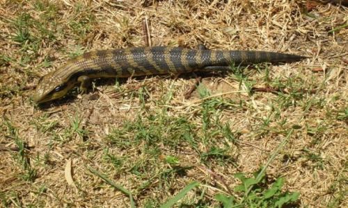 Zdjecie AUSTRALIA / NSW / Alpy / Blue tongue lizard