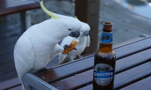 Zdjcie AUSTRALIA / Queensland / Hamilton Island / Lunch time