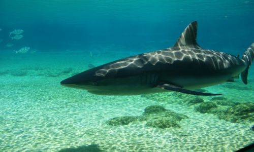 Zdjcie AUSTRALIA / Queensland / Sea world/Brisbane / Rekin